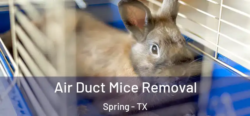 Air Duct Mice Removal Spring - TX